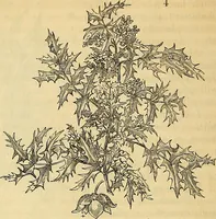 Picture 4 of 101 from The gardener's magazine and register of rural & domestic improvement (1826), leaf 42