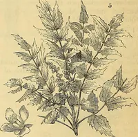 Picture 5 of 101 from The gardener's magazine and register of rural & domestic improvement (1826), leaf 42