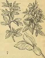 Picture 7 of 101 from The gardener's magazine and register of rural & domestic improvement (1826), leaf 44