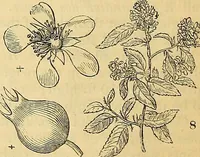 An illustration from The gardener's magazine and register of rural & domestic improvement (1826)