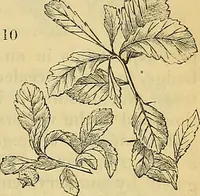 Picture 9 of 101 from The gardener's magazine and register of rural & domestic improvement (1826), leaf 45