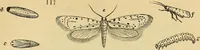 An illustration from The gardener's magazine and register of rural & domestic improvement (1826)