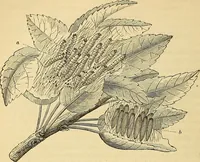 Picture 92 of 101 from The gardener's magazine and register of rural & domestic improvement (1826), leaf 458