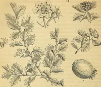 An illustration from The gardener's magazine and register of rural & domestic improvement (1826)