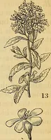 Picture 12 of 101 from The gardener's magazine and register of rural & domestic improvement (1826), leaf 47