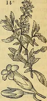 Picture 13 of 101 from The gardener's magazine and register of rural & domestic improvement (1826), leaf 47