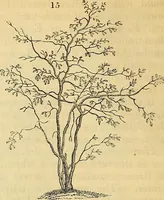 An illustration from The gardener's magazine and register of rural & domestic improvement (1826)