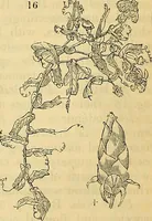Picture 15 of 101 from The gardener's magazine and register of rural & domestic improvement (1826), leaf 48