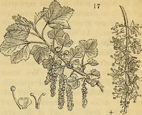 An illustration from The gardener's magazine and register of rural & domestic improvement (1826)