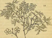 Picture 17 of 101 from The gardener's magazine and register of rural & domestic improvement (1826), leaf 49