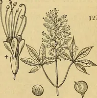 Picture 95 of 101 from The gardener's magazine and register of rural & domestic improvement (1826), leaf 493