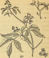 Picture 18 of 101 from The gardener's magazine and register of rural & domestic improvement (1826), leaf 50