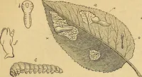 Picture 96 of 101 from The gardener's magazine and register of rural & domestic improvement (1826), leaf 505