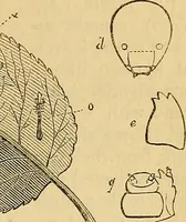 Picture 97 of 101 from The gardener's magazine and register of rural & domestic improvement (1826), leaf 505