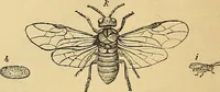 An illustration from The gardener's magazine and register of rural & domestic improvement (1826)