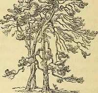An illustration from The gardener's magazine and register of rural & domestic improvement (1826)