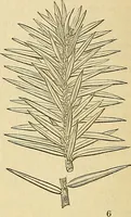 An illustration from The gardener's magazine and register of rural & domestic improvement (1826)