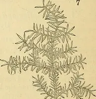 An illustration from The gardener's magazine and register of rural & domestic improvement (1826)