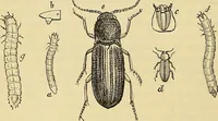 An illustration from The gardener's magazine and register of rural & domestic improvement (1826)