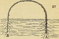 An illustration from The gardener's magazine and register of rural & domestic improvement (1826)