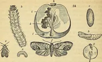 An illustration from The gardener's magazine and register of rural & domestic improvement (1826)