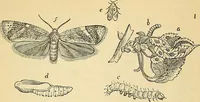 An illustration from The gardener's magazine and register of rural & domestic improvement (1826)
