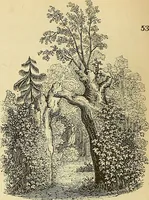 An illustration from The gardener's magazine and register of rural & domestic improvement (1826)