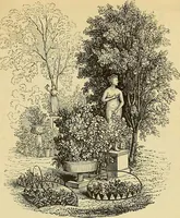 Picture 54 of 91 from The gardener's magazine and register of rural & domestic improvement (1826), leaf 343