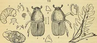 An illustration from The gardener's magazine and register of rural & domestic improvement (1826)