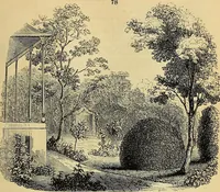 An illustration from The gardener's magazine and register of rural & domestic improvement (1826)