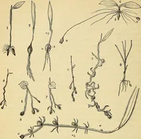 An illustration from The gardener's magazine and register of rural & domestic improvement (1826)