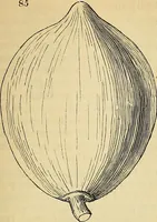 An illustration from The gardener's magazine and register of rural & domestic improvement (1826)