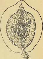 An illustration from The gardener's magazine and register of rural & domestic improvement (1826)