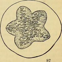 An illustration from The gardener's magazine and register of rural & domestic improvement (1826)