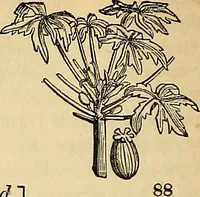 An illustration from The gardener's magazine and register of rural & domestic improvement (1826)