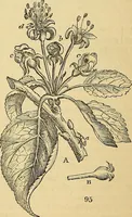 An illustration from The gardener's magazine and register of rural & domestic improvement (1826)