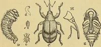 An illustration from The gardener's magazine and register of rural & domestic improvement (1826)