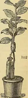 Picture 91 of 91 from The gardener's magazine and register of rural & domestic improvement (1826), leaf 543