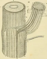 An illustration from The gardener's magazine and register of rural & domestic improvement (1826)