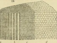 An illustration from The gardener's magazine and register of rural & domestic improvement (1826)
