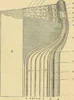 An illustration from The gardener's magazine and register of rural & domestic improvement (1826)