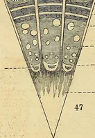An illustration from The gardener's magazine and register of rural & domestic improvement (1826)
