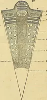 An illustration from The gardener's magazine and register of rural & domestic improvement (1826)