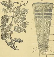 An illustration from The gardener's magazine and register of rural & domestic improvement (1826)