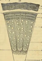 An illustration from The gardener's magazine and register of rural & domestic improvement (1826)