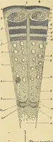 An illustration from The gardener's magazine and register of rural & domestic improvement (1826)