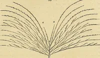 An illustration from The gardener's magazine and register of rural & domestic improvement (1826)