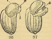 An illustration from The gardener's magazine and register of rural & domestic improvement (1826)