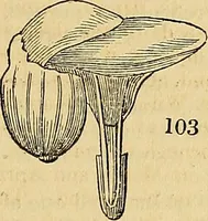 An illustration from The gardener's magazine and register of rural & domestic improvement (1826)