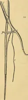 An illustration from The gardener's magazine and register of rural & domestic improvement (1826)